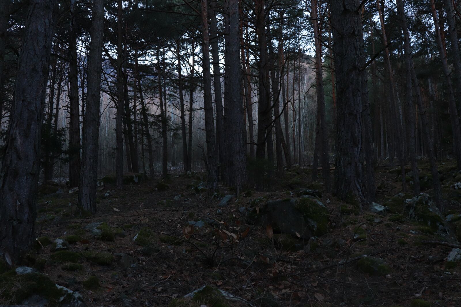 Canon EOS 77D (EOS 9000D / EOS 770D) sample photo. Forest, trees, forest glade photography
