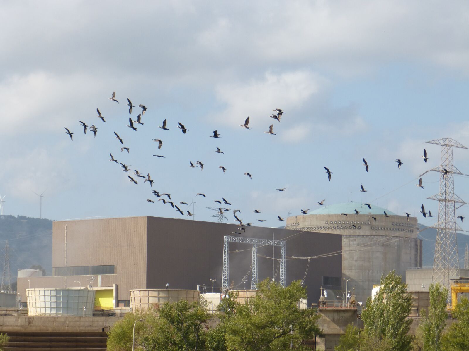 Panasonic DMC-FZ62 sample photo. Birds, cormorants, electricity photography