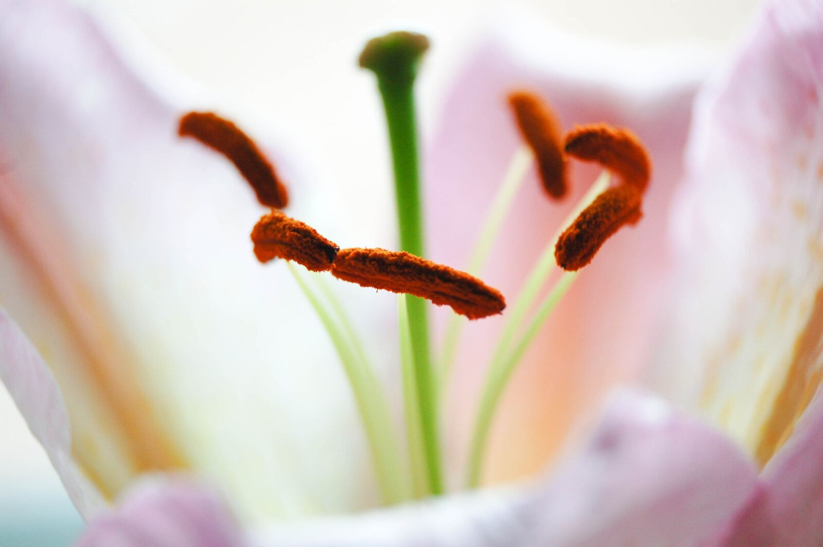 Nikon D40 sample photo. Flower, nature, plant photography