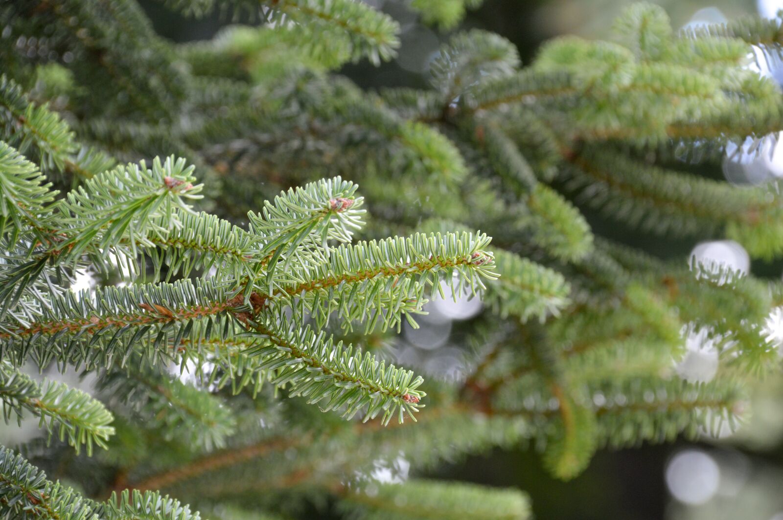 Nikon D3200 sample photo. Winter, pine, needle photography