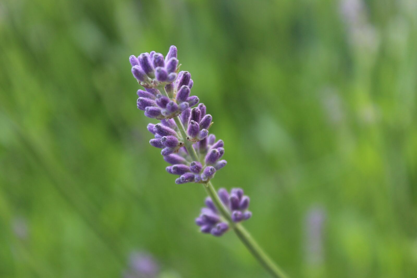 Canon EOS 1300D (EOS Rebel T6 / EOS Kiss X80) sample photo. Lavender, lavender blossom, violet photography
