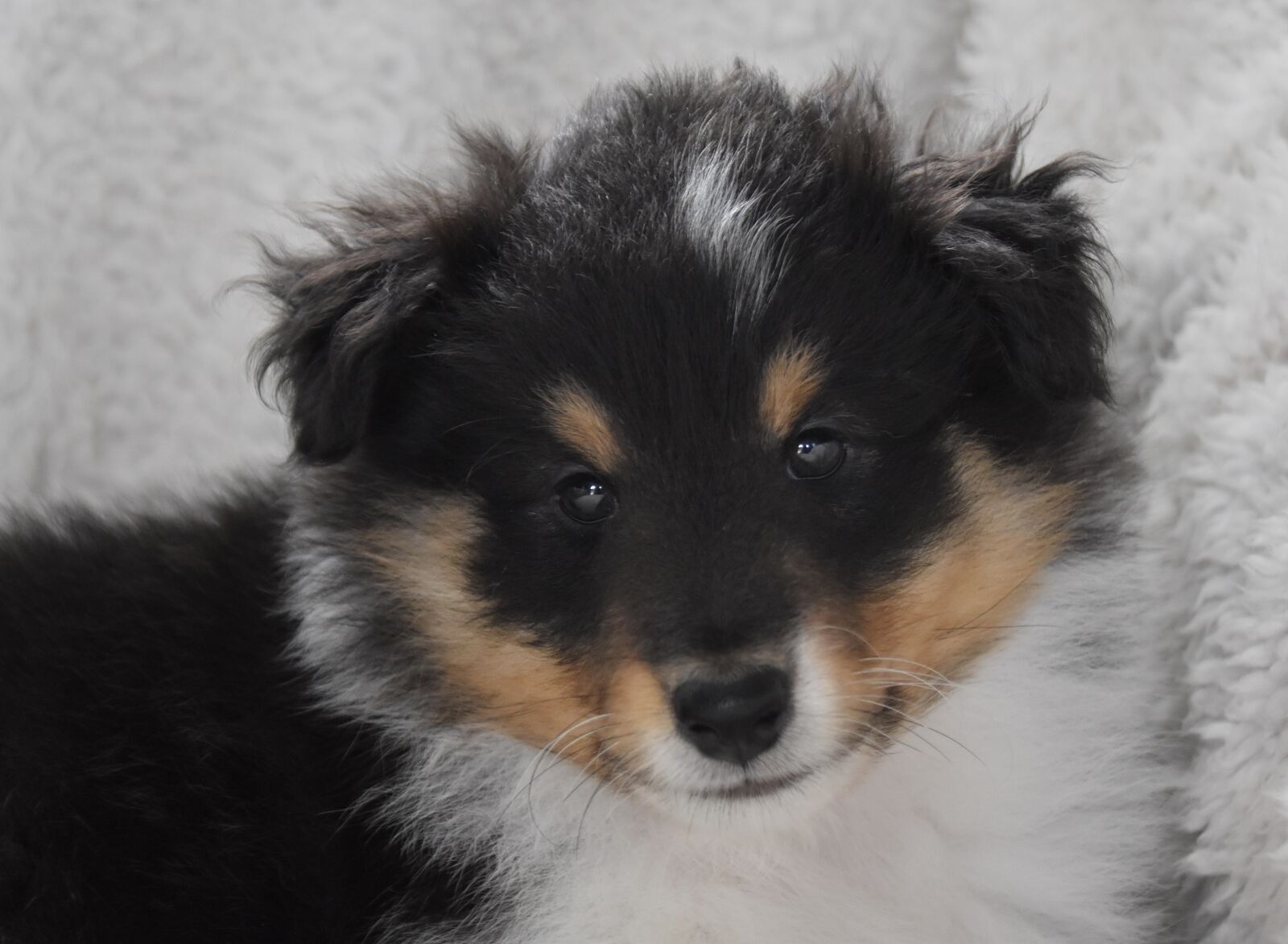 Nikon D5600 sample photo. Dog, puppy, male shetland photography
