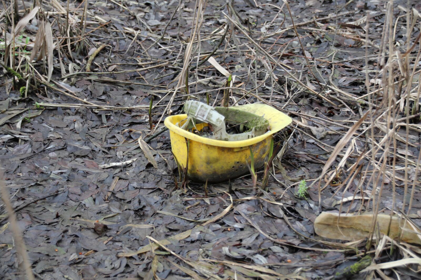 Canon EOS 1300D (EOS Rebel T6 / EOS Kiss X80) sample photo. Helm, nature, yellow photography