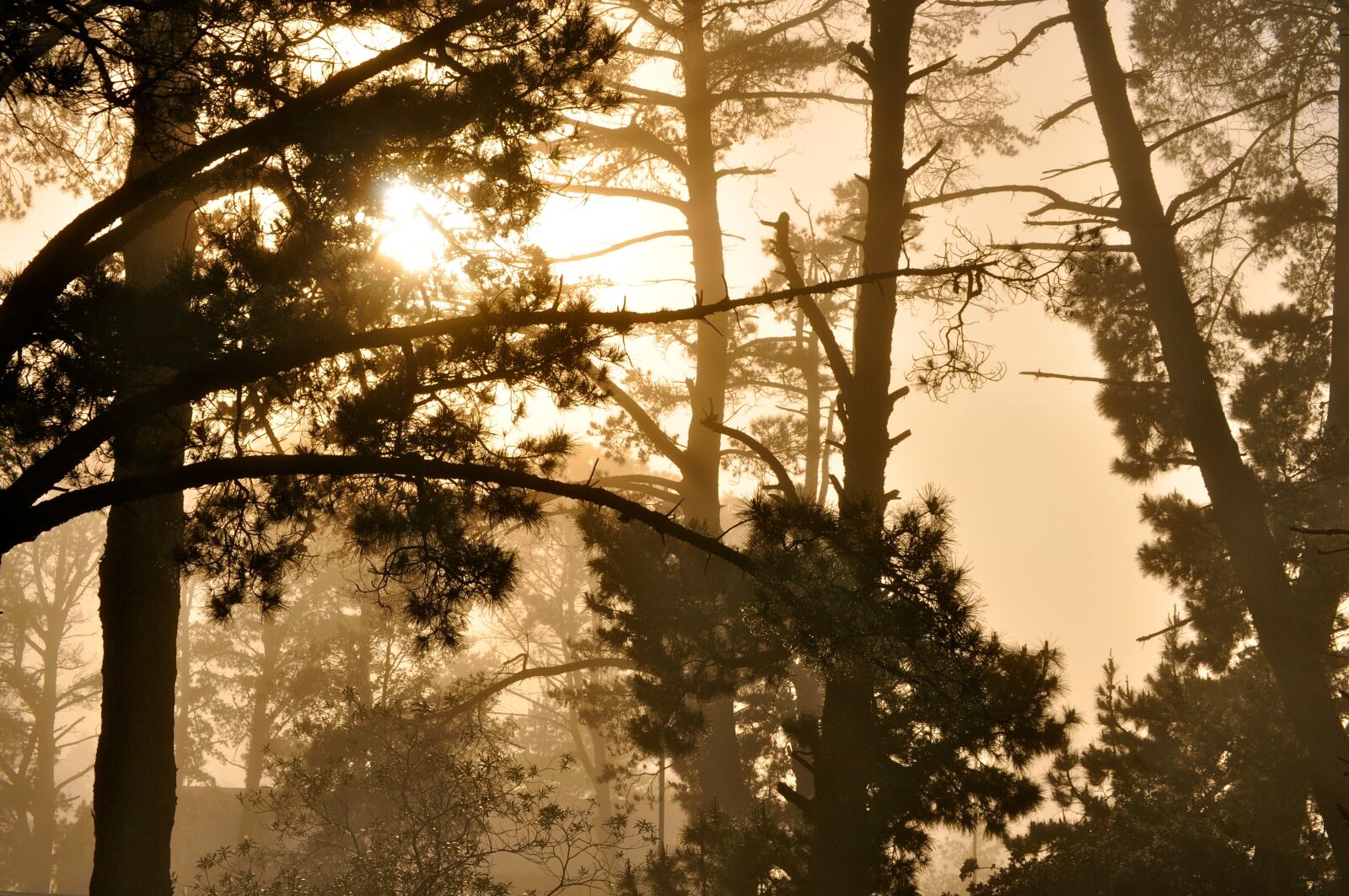 Nikon D90 sample photo. Environment, landscape, nature photography