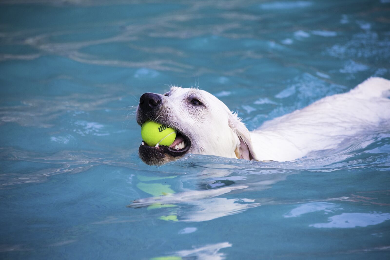 Nikon D800 sample photo. Labrador, dog, swimming photography