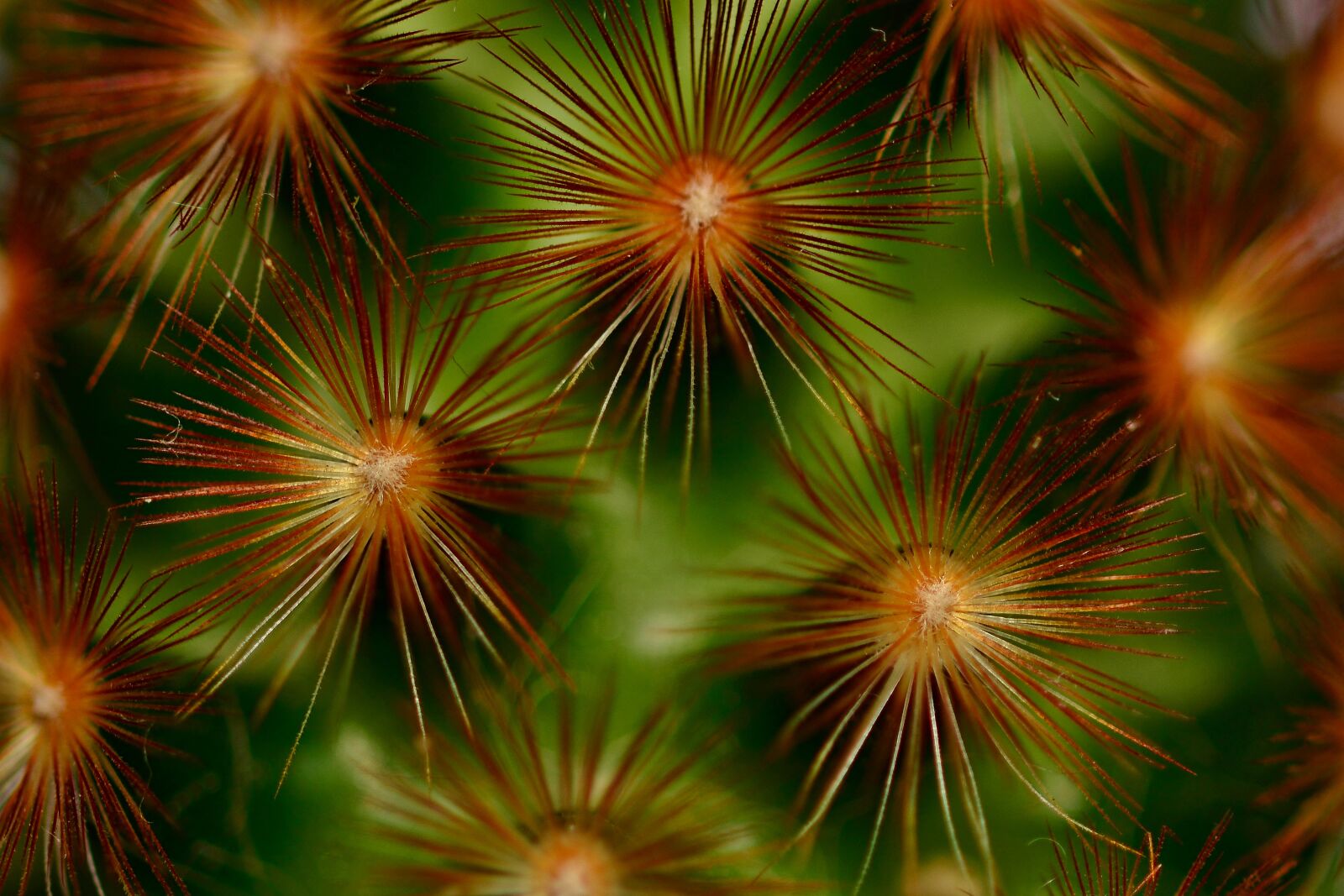 Nikon D5200 sample photo. Cactus, spur, macro photography