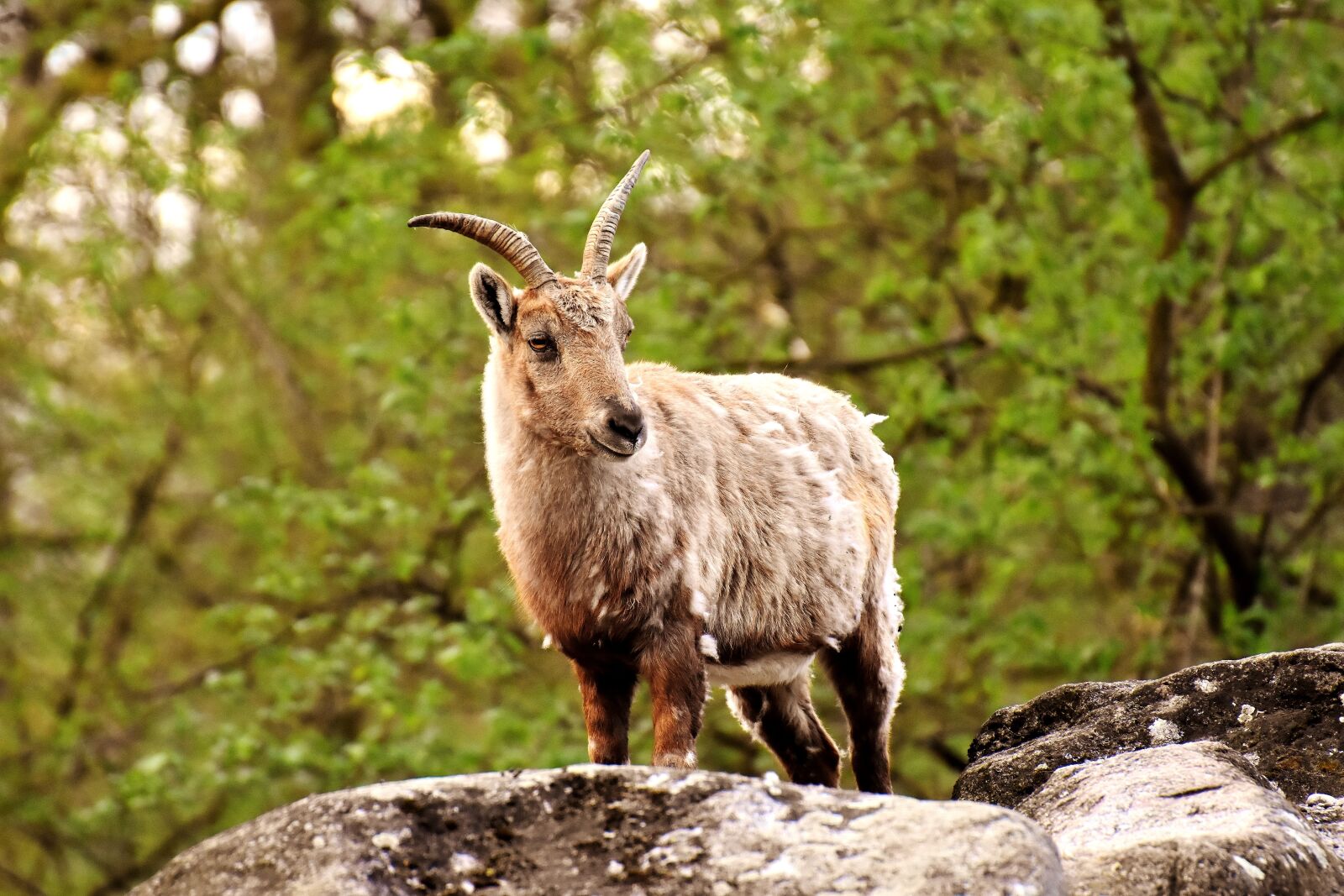 Nikon D7200 sample photo. Capricorn, animal, horns photography