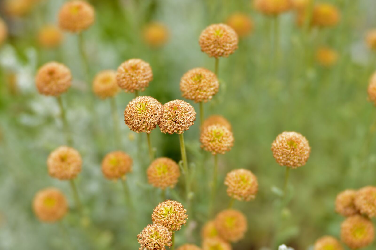 Nikon D600 sample photo. Flowers, craspedia, flora photography