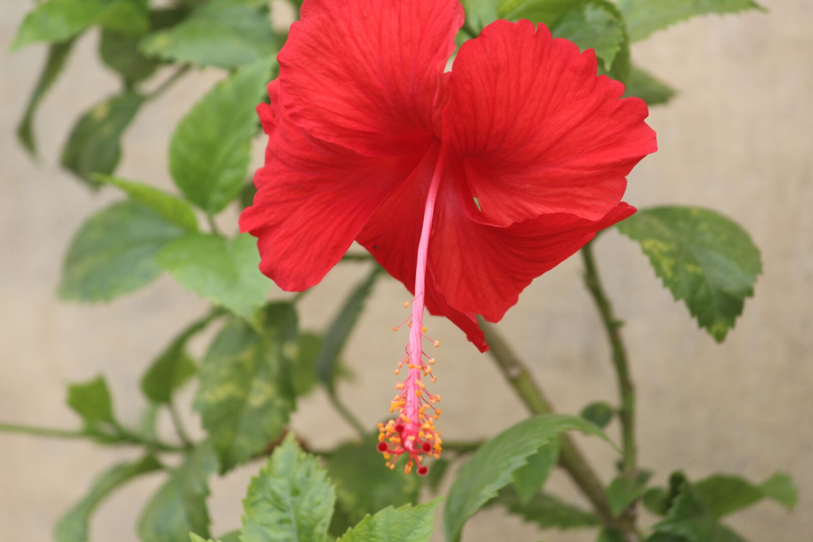 Canon EOS 1200D (EOS Rebel T5 / EOS Kiss X70 / EOS Hi) sample photo. Flower, hibiscus, china rose photography