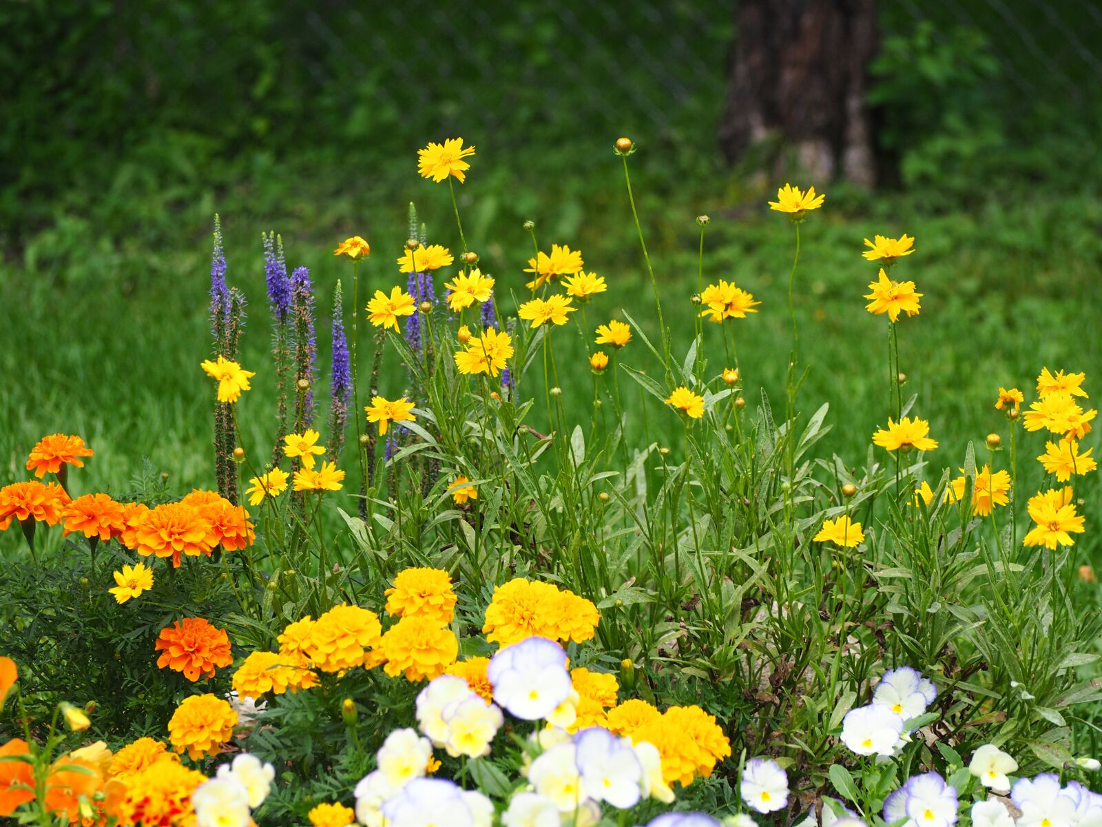 Olympus OM-D E-M10 sample photo. Garden, flower, plants photography