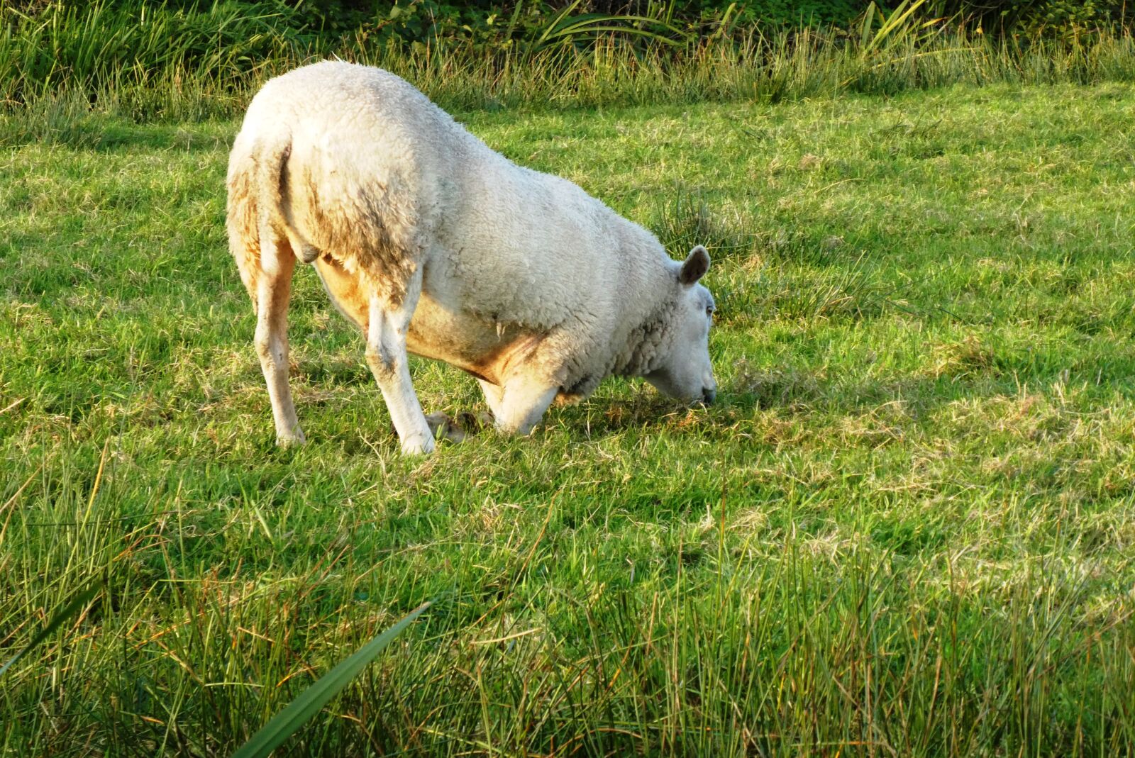 Panasonic Lumix DC-ZS70 (Lumix DC-TZ90) sample photo. Sheep, rotkreupel, sick photography