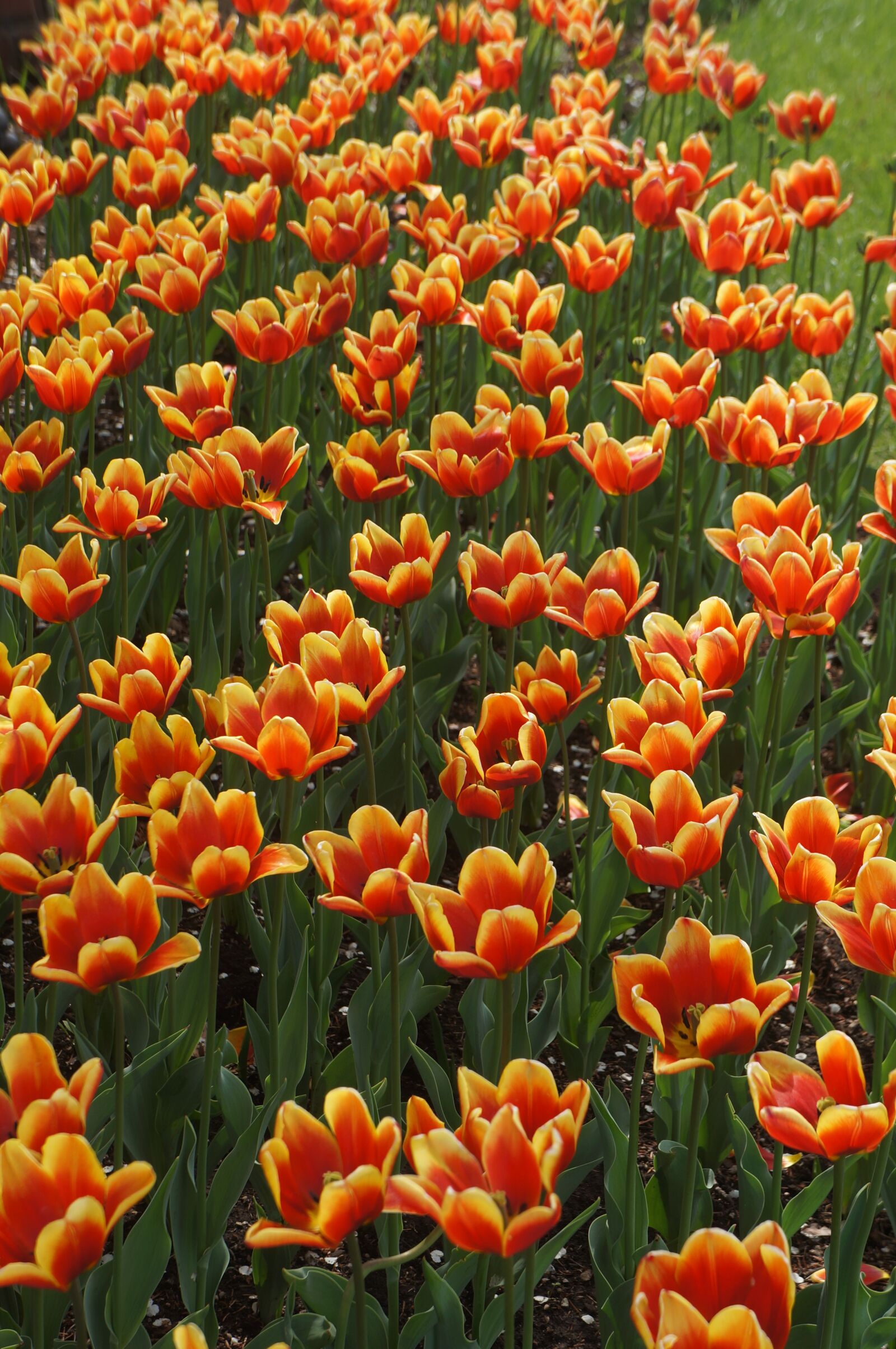 Sony Alpha NEX-5N + Sony E 18-55mm F3.5-5.6 OSS sample photo. Orange, yellow, tulips photography