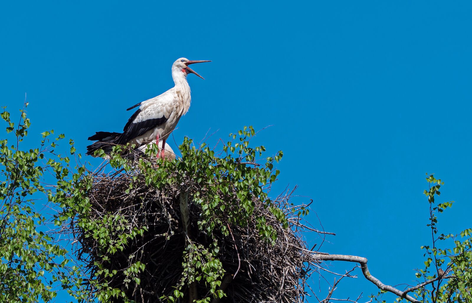 150-600mm F5-6.3 DG OS HSM | Con sample photo. Stork, rattle stork, nest photography