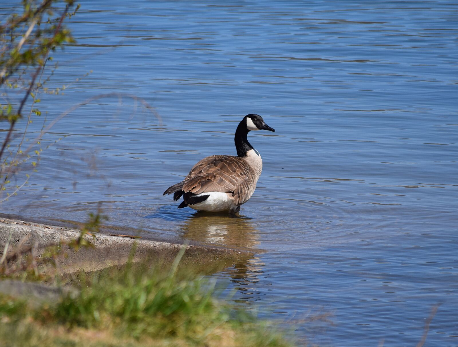 Nikon D3300 sample photo. Canada goose, goose, aquatic photography