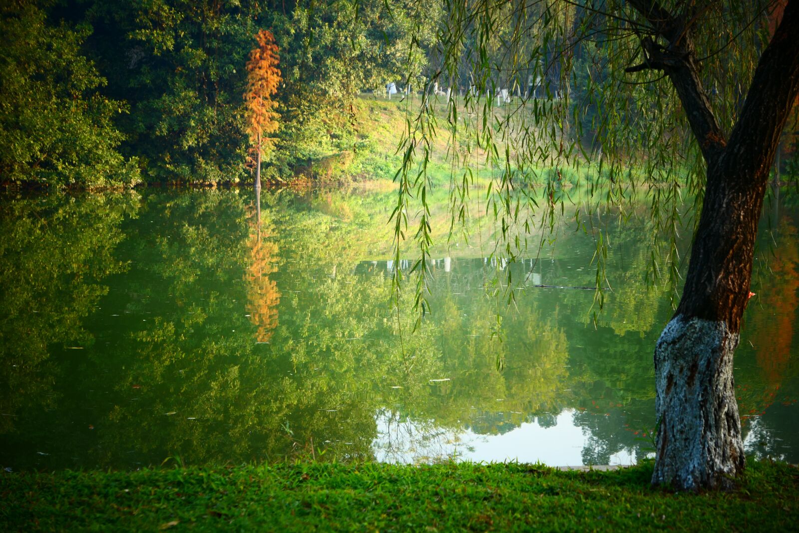 Panasonic Lumix DMC-LX10 (Lumix DMC-LX15) sample photo. Willow, lake, the scenery photography