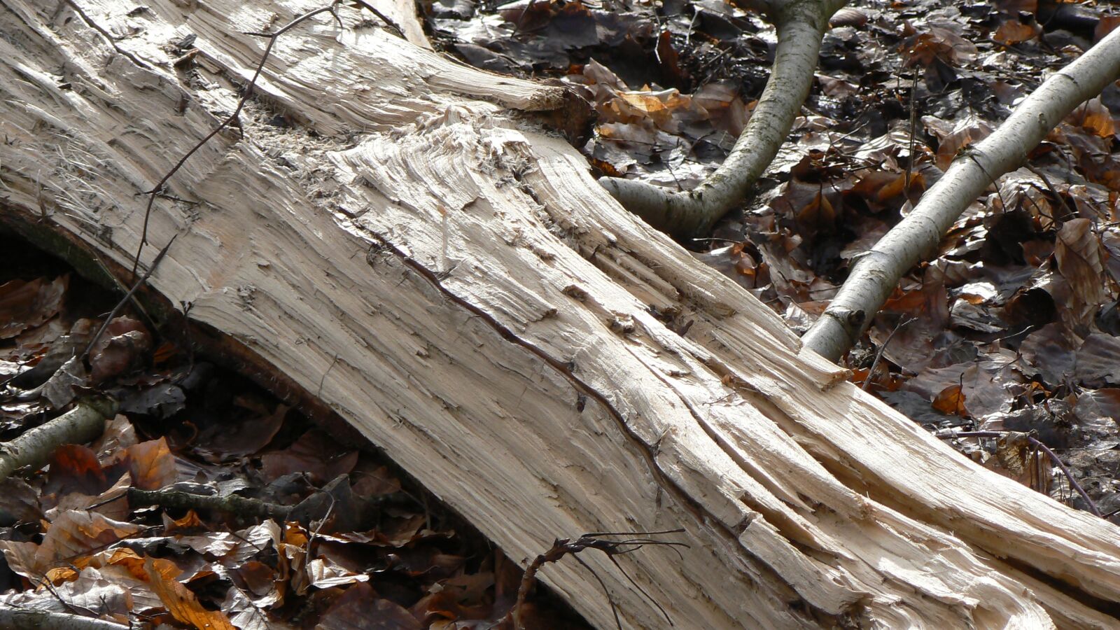 Panasonic DMC-FZ7 sample photo. Wood, death, forest photography