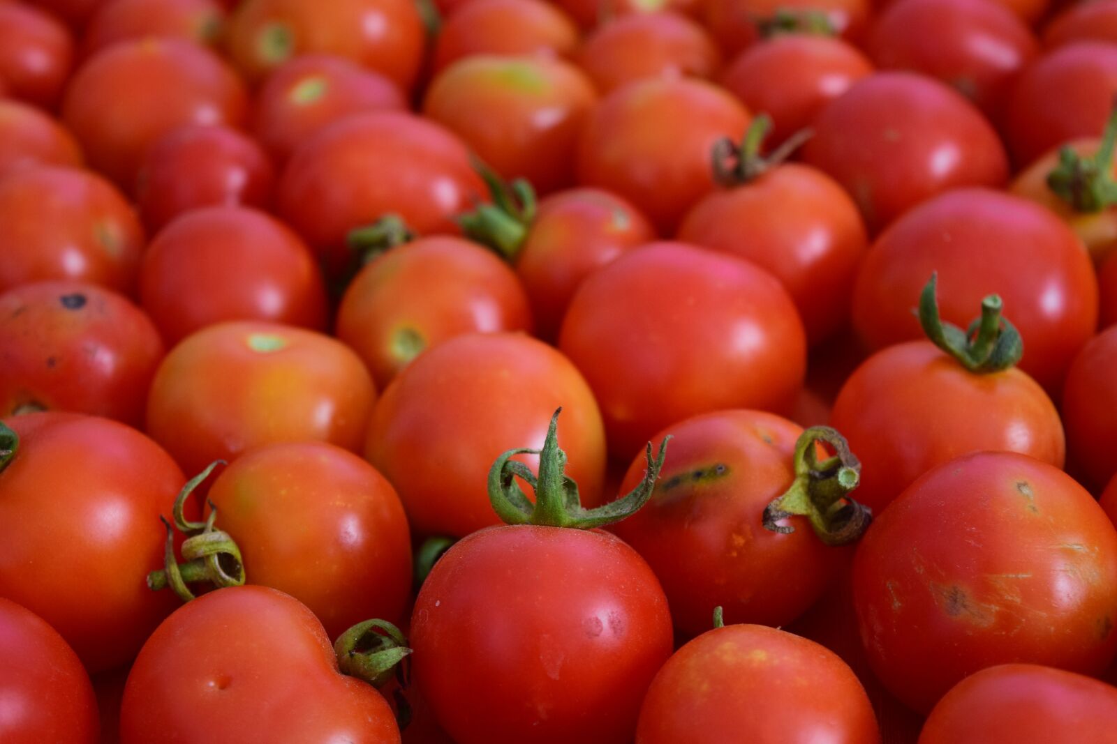 Nikon D3300 sample photo. Tomatoes, background, red photography