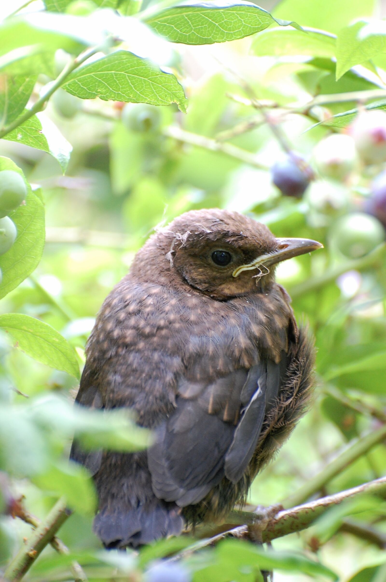 Nikon D40 sample photo. Animal babies, blackbird, young photography