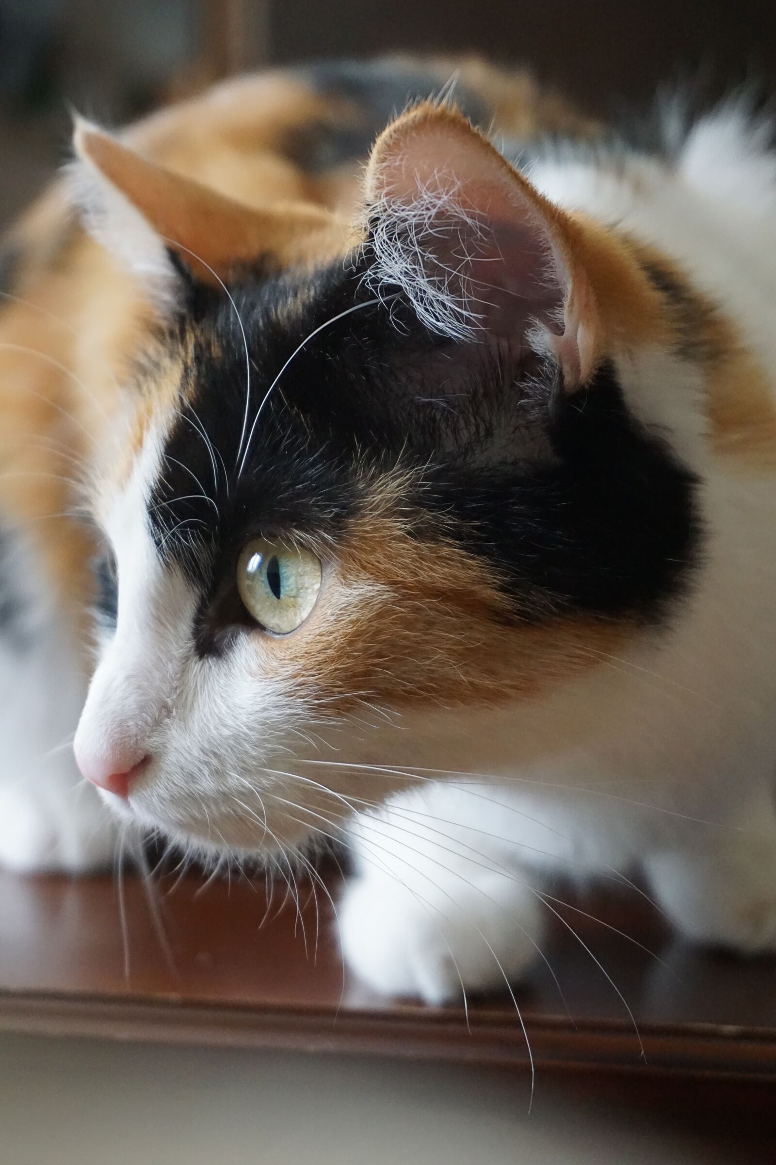 Sony a5100 sample photo. Cat, lucky cat, pet photography