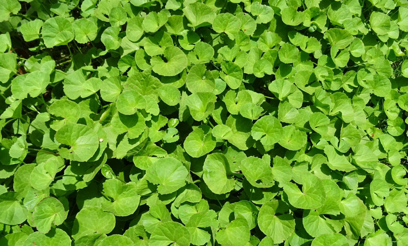 Sony DSC-HX60V sample photo. Plant, herb, medicinal photography