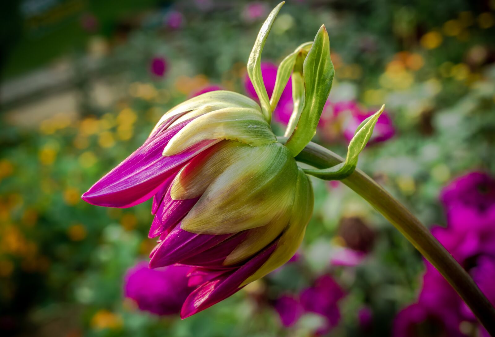 Canon EF-S 24mm F2.8 STM sample photo. Garden, dahlia bud, plant photography