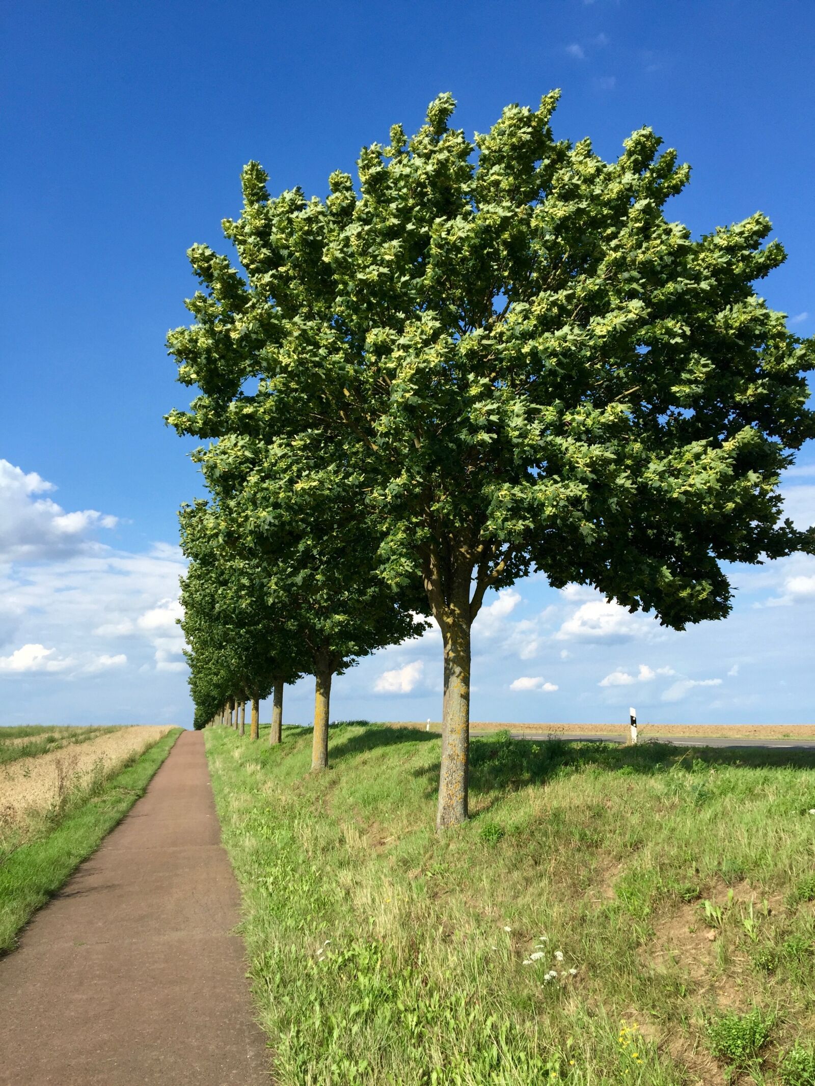iPhone 6 Plus back camera 4.15mm f/2.2 sample photo. Tree, bizarre, nature photography
