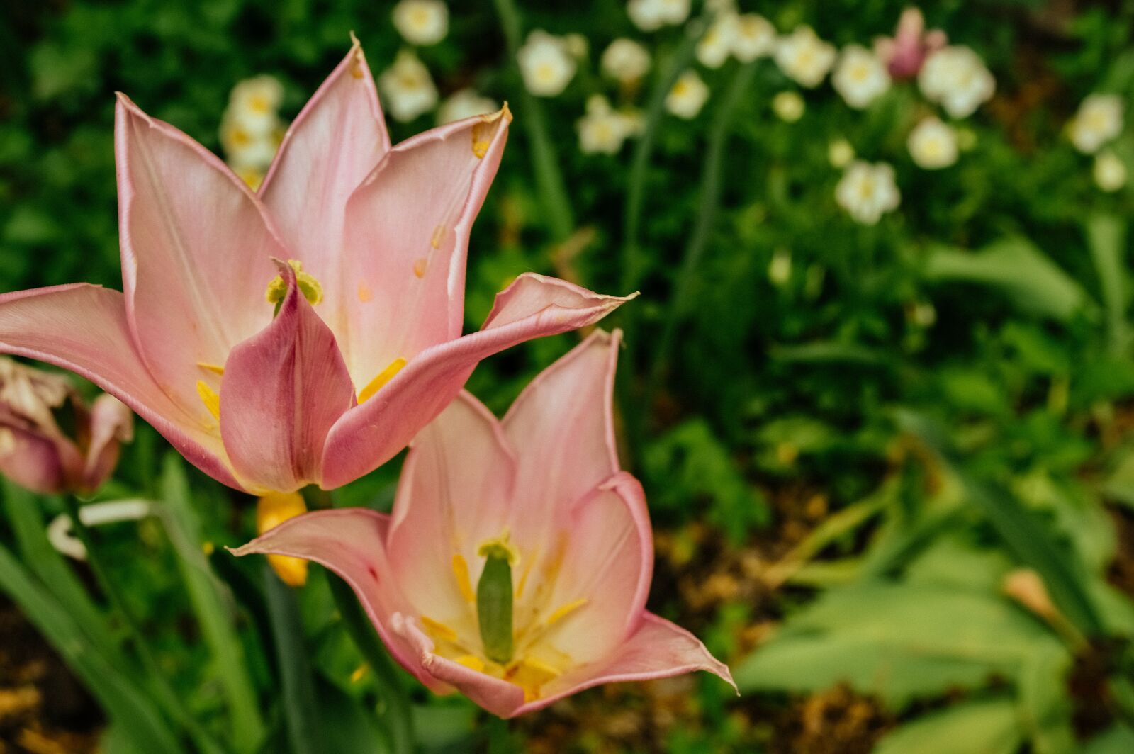 Nikon D3200 sample photo. Flower, krupnyj plan, pink photography