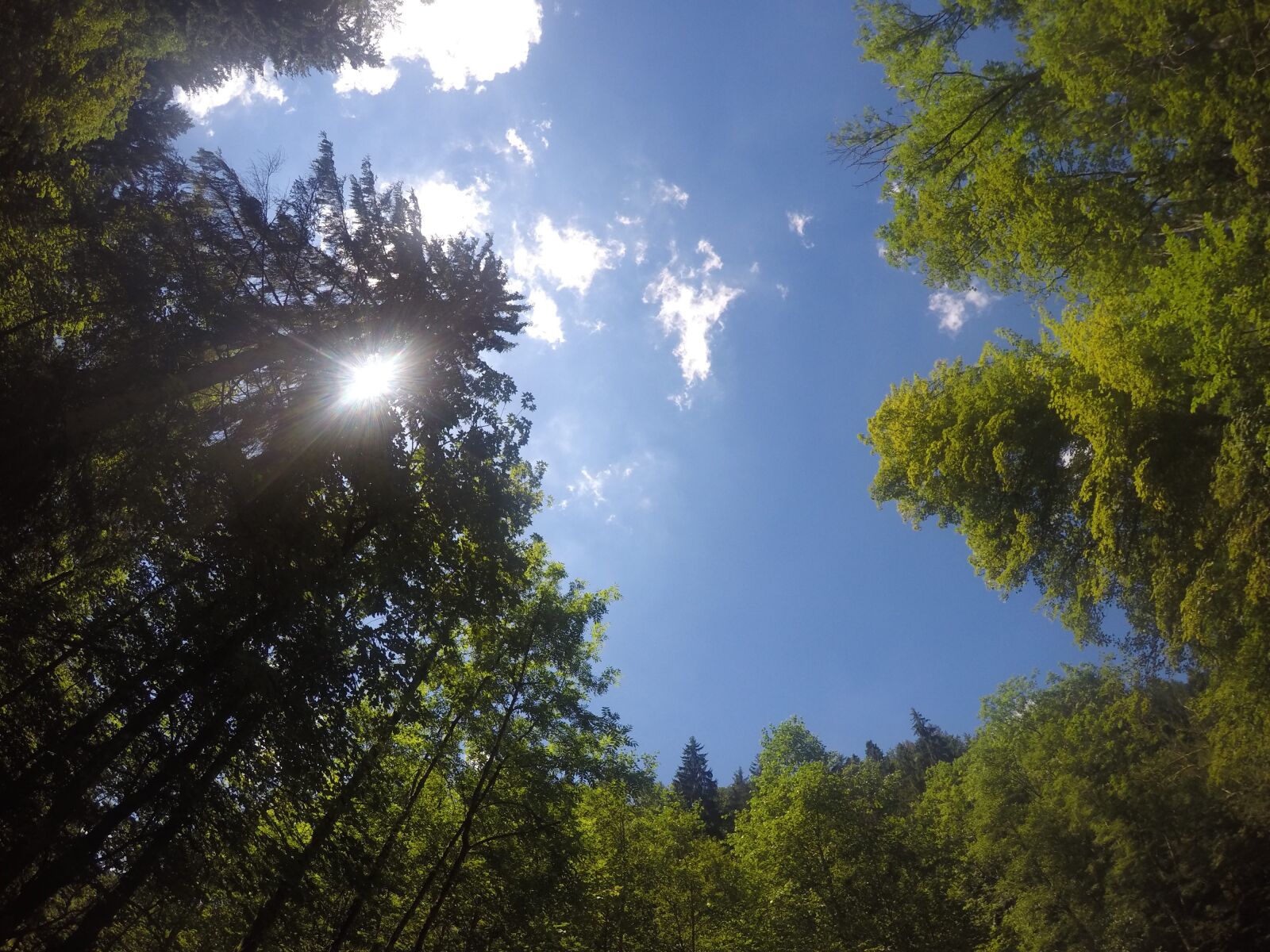 GoPro HERO4 Silver sample photo. Sky, forest, sunbeam photography