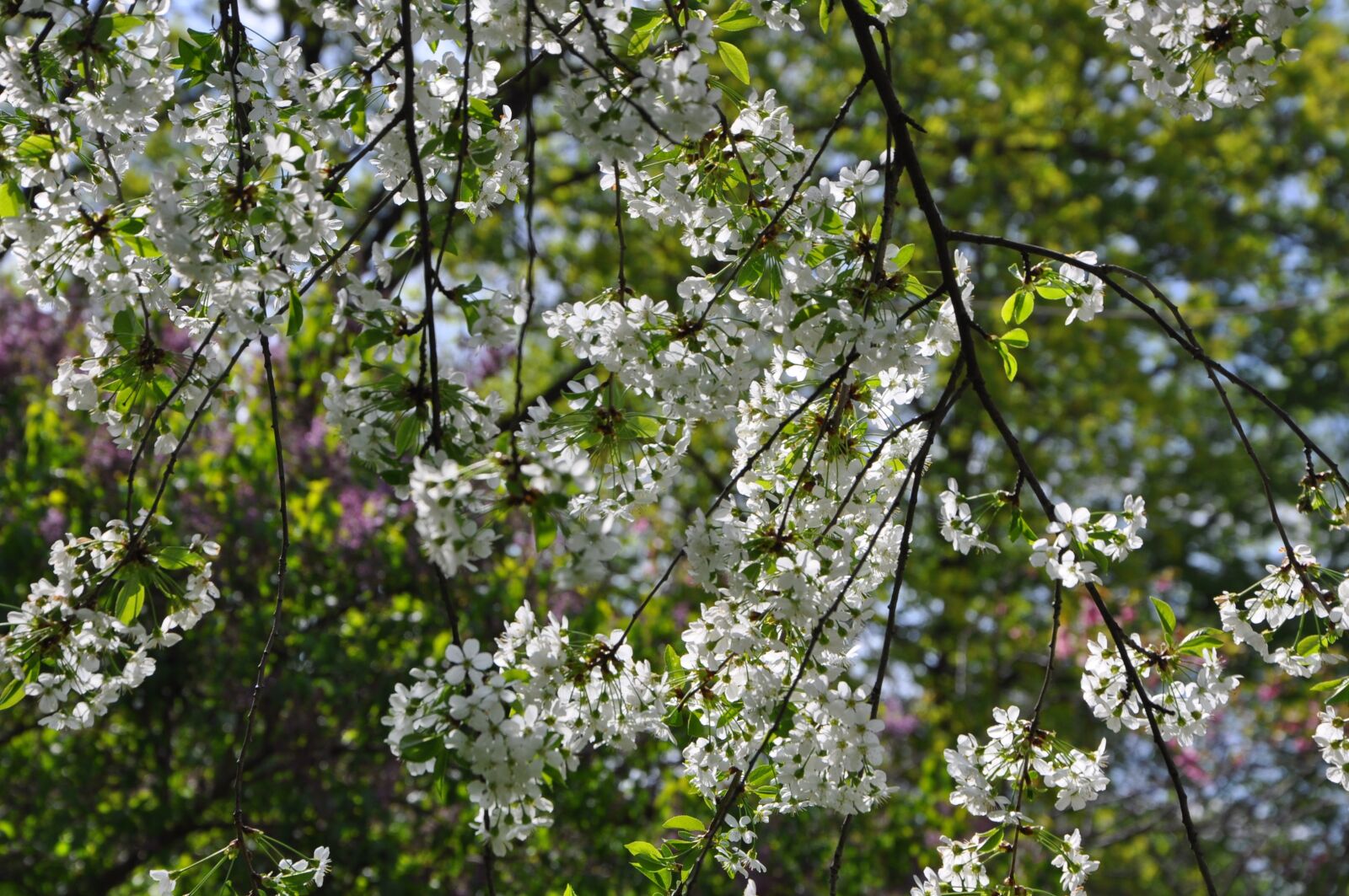 Nikon D90 sample photo. Spring, cranberry, color photography