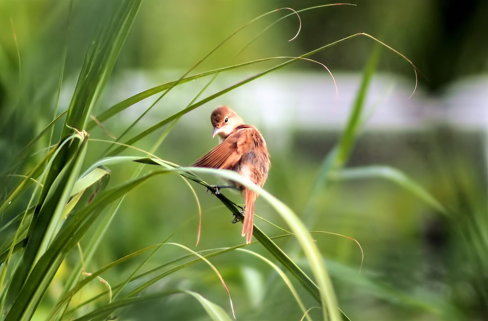Olympus OM-D E-M1 sample photo. Brown bird, wild, bird photography