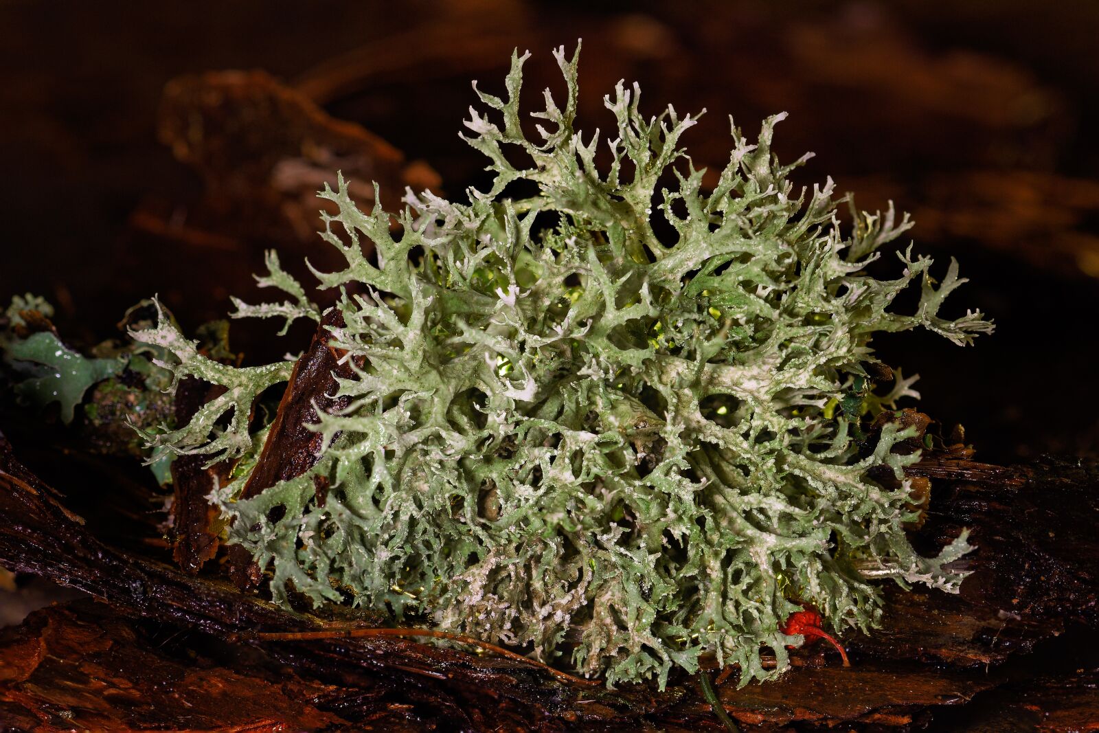 Nikon D7200 sample photo. Tree moss, lichen, bark photography