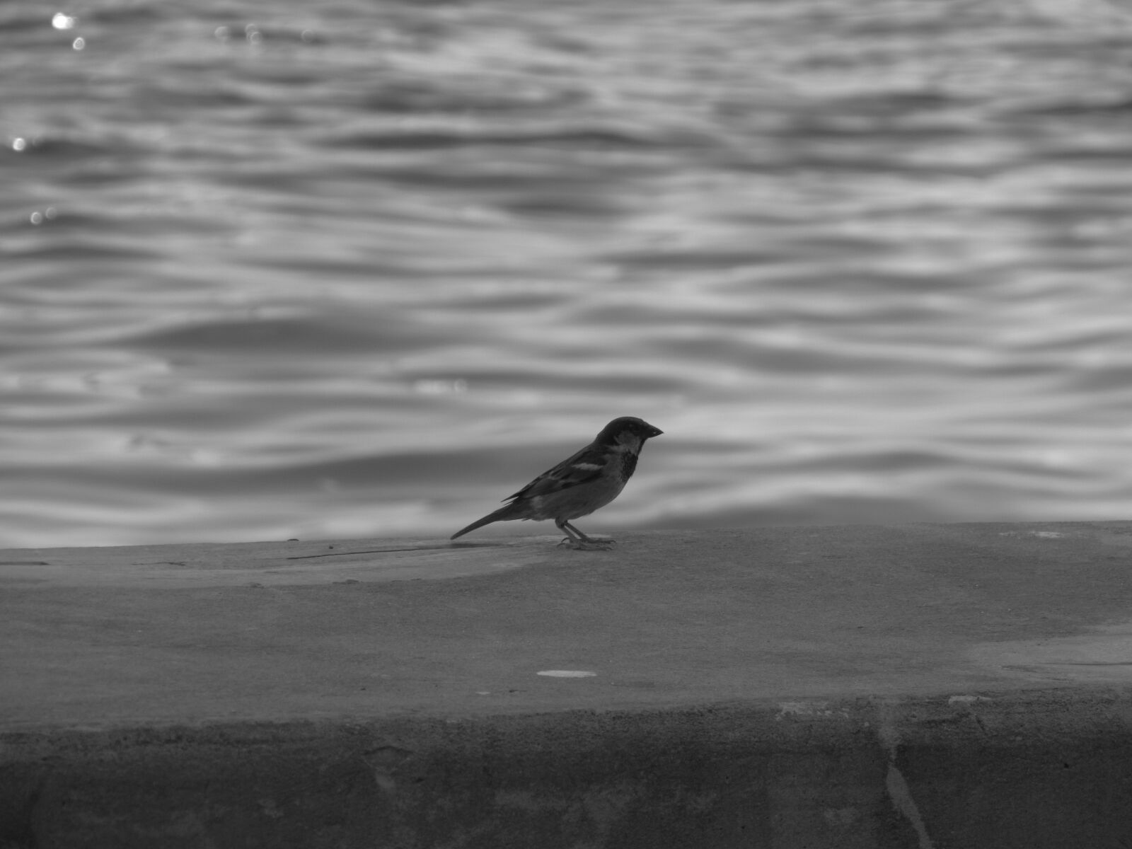 Canon PowerShot SX530 HS sample photo. Bird, surface, nature photography