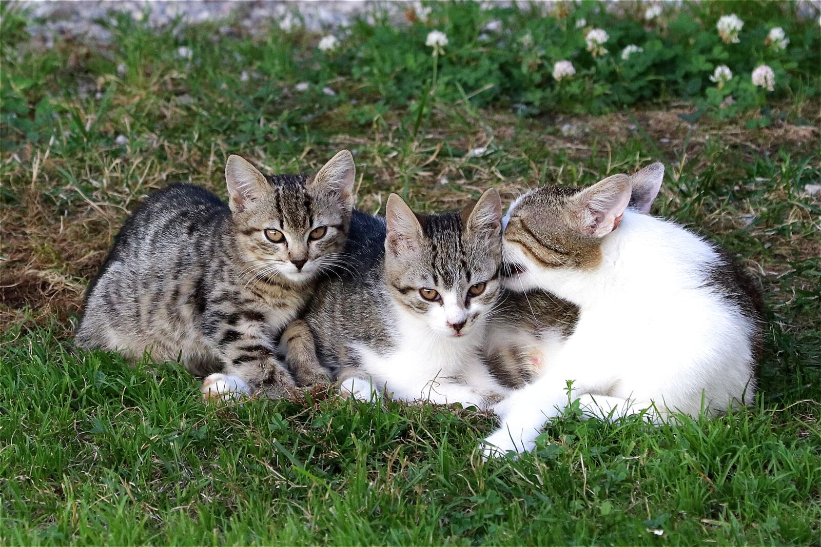 Canon EF 70-300 F4-5.6 IS II USM sample photo. Cat, young, kitten photography