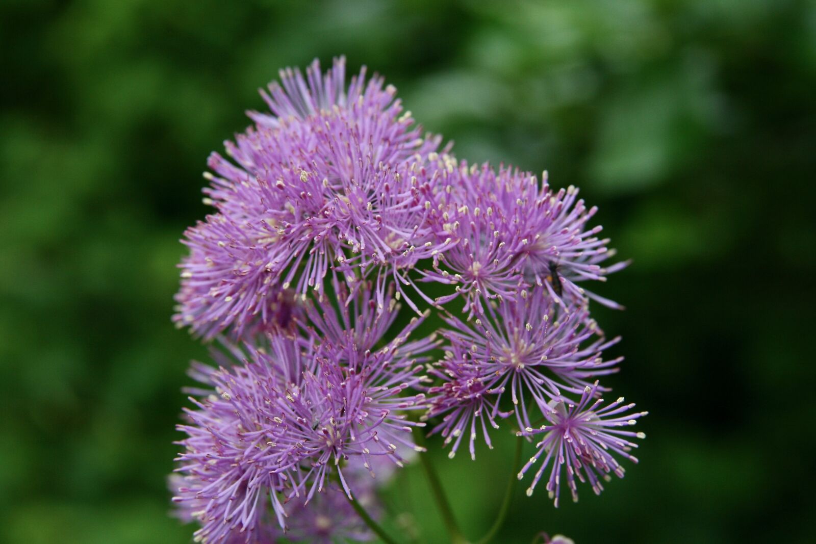Canon EOS 400D (EOS Digital Rebel XTi / EOS Kiss Digital X) sample photo. Meadow rue, hahnenfu gew photography
