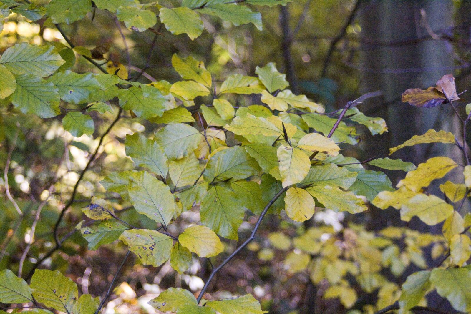 Canon EOS 1000D (EOS Digital Rebel XS / EOS Kiss F) sample photo. Beech, blaettter, forest photography