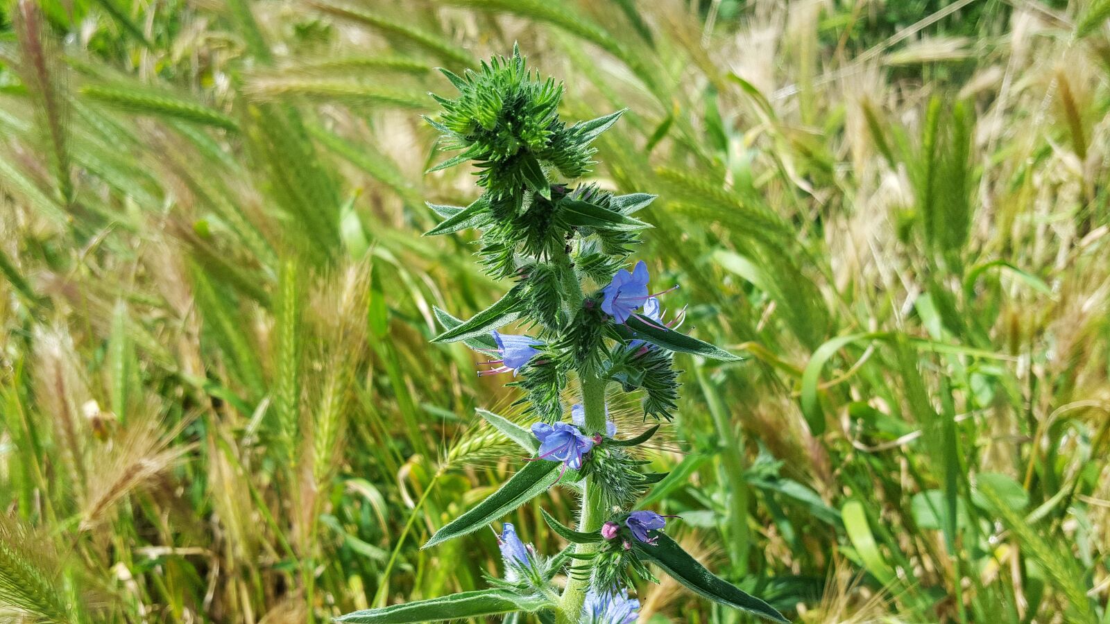 Samsung Galaxy S6 sample photo. Echium vulgare, blueweed, viper photography
