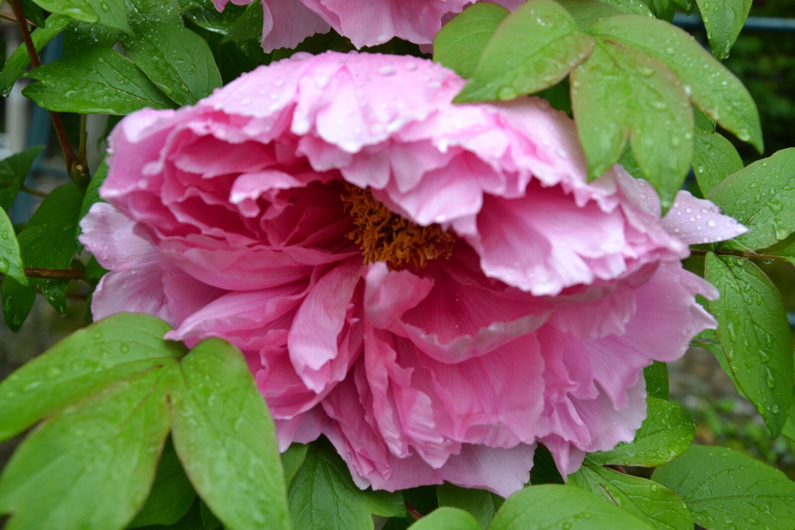 Nikon D3100 sample photo. Peony, rose, flower photography