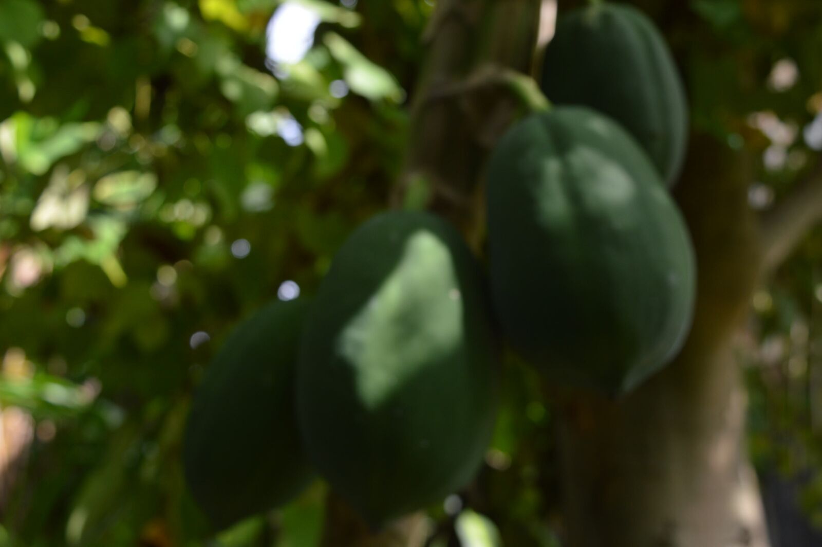 Nikon D3200 sample photo. Garden, flowers, nature photography