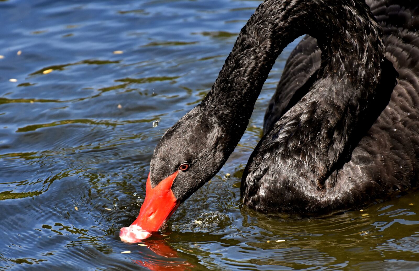Nikon D7200 sample photo. Swan, black, water bird photography