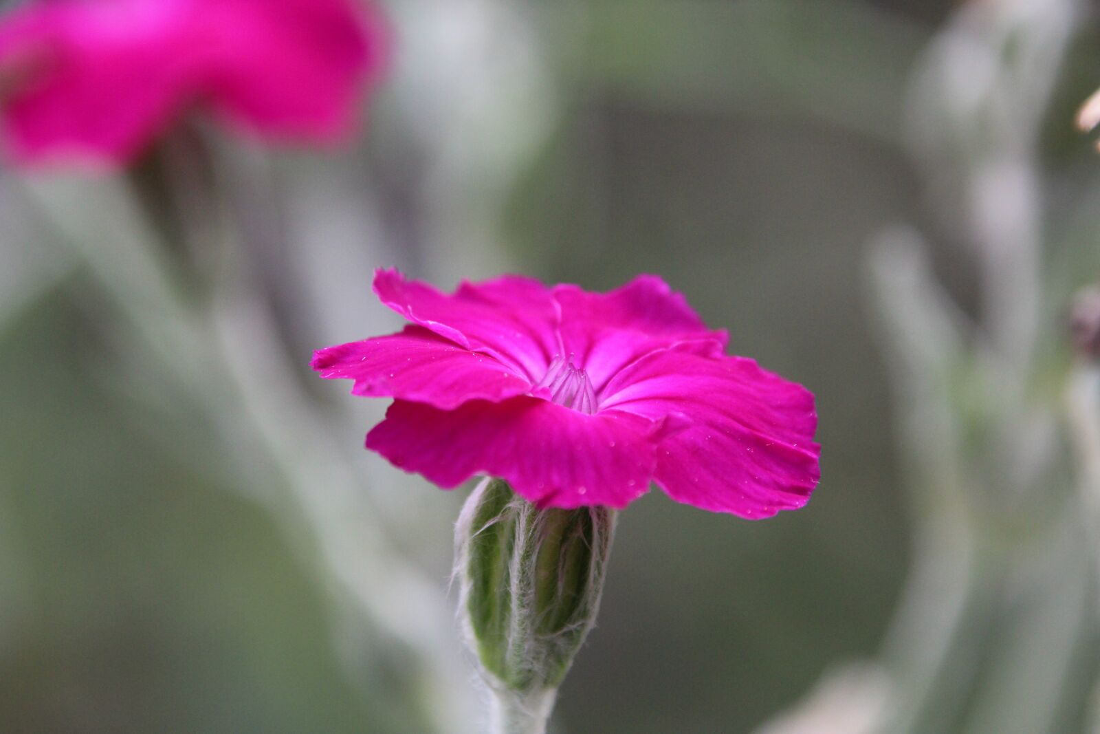 Canon EOS 1200D (EOS Rebel T5 / EOS Kiss X70 / EOS Hi) sample photo. Plant, blossom, bloom photography