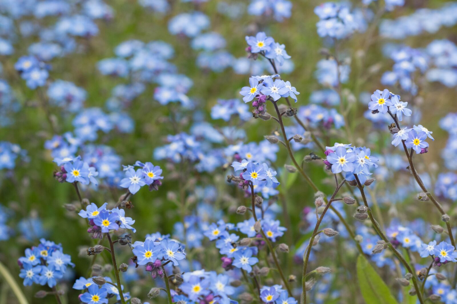 Nikon D5200 sample photo. Nots, blue, forget photography