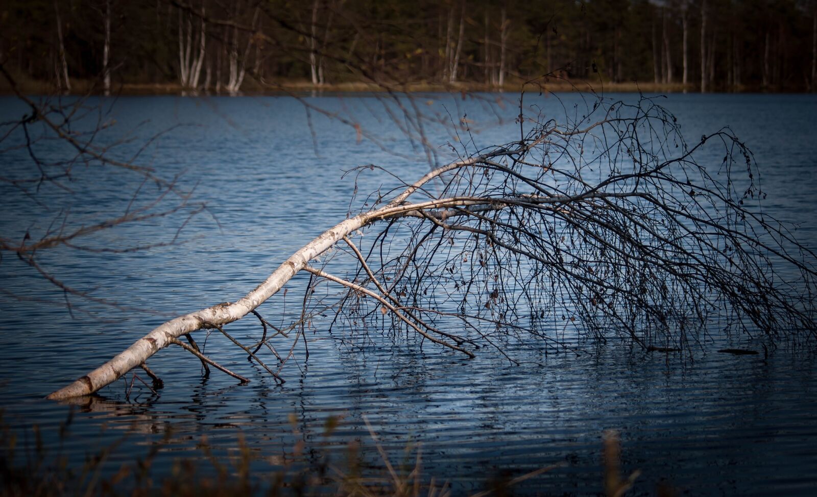 Nikon D60 sample photo. Bare tree, lake, water photography