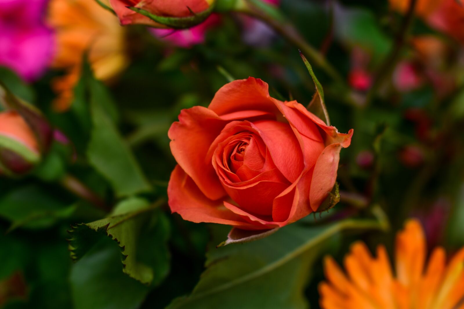 Nikon D3400 sample photo. Flower, rosa, nature photography