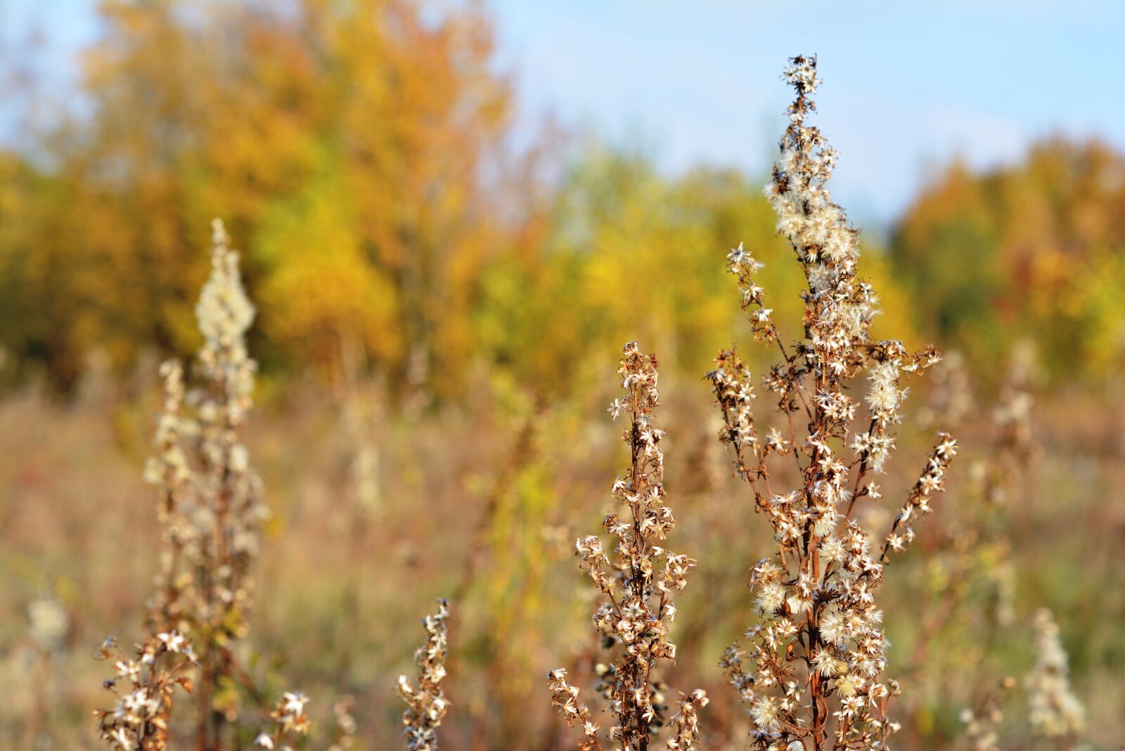 Nikon D5200 sample photo. Meadow, autumn, nature photography