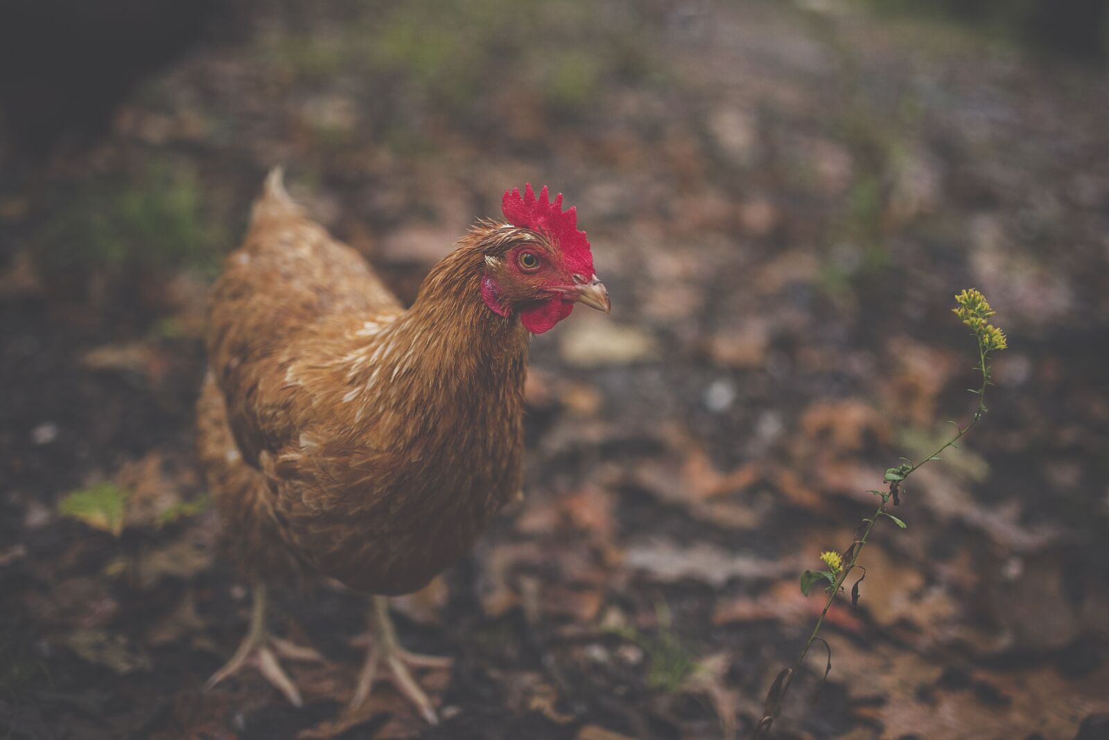 Nikon D750 sample photo. Animal, bird, chicken photography