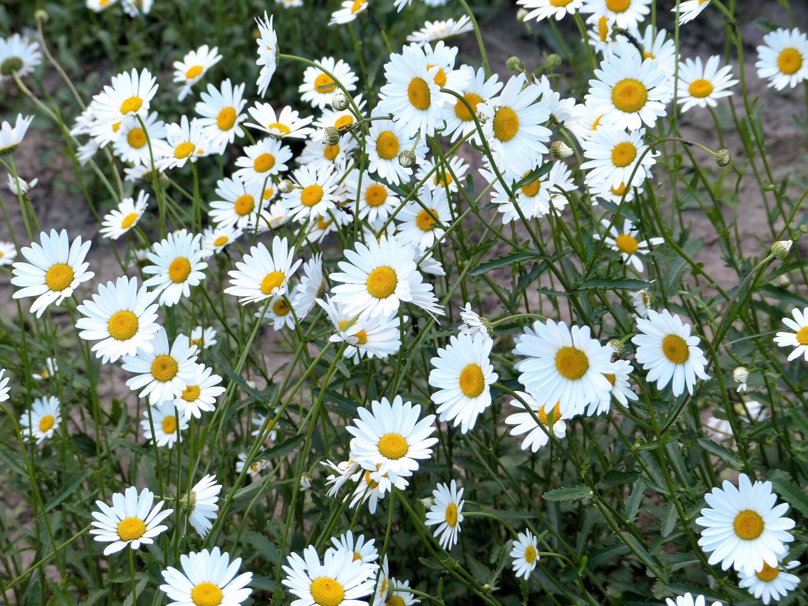 Panasonic Lumix DMC-FZ200 sample photo. Chamomile, flowers, daisy photography