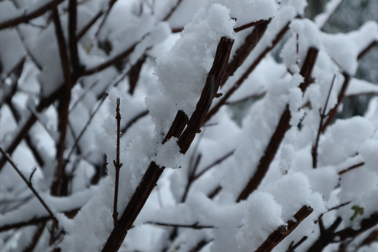 Canon EF-M 15-45mm F3.5-6.3 IS STM sample photo. Snow, snowflakes, snowy, tree photography