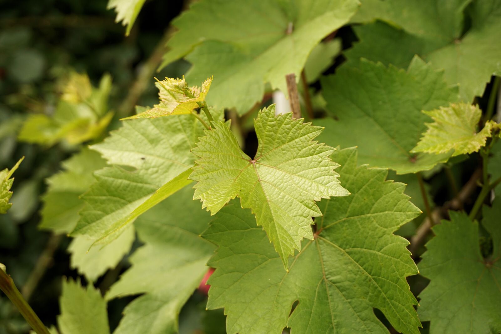 Sony a6000 sample photo. Vine leaves, leaves, nature photography