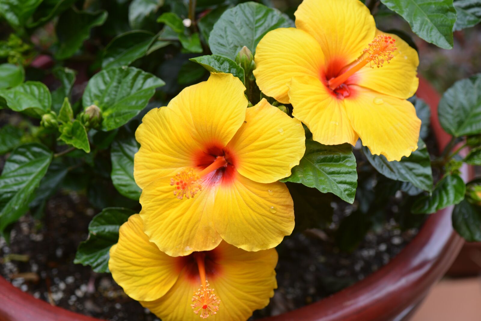 Nikon D600 sample photo. Hibiscus, flowers, tropical photography