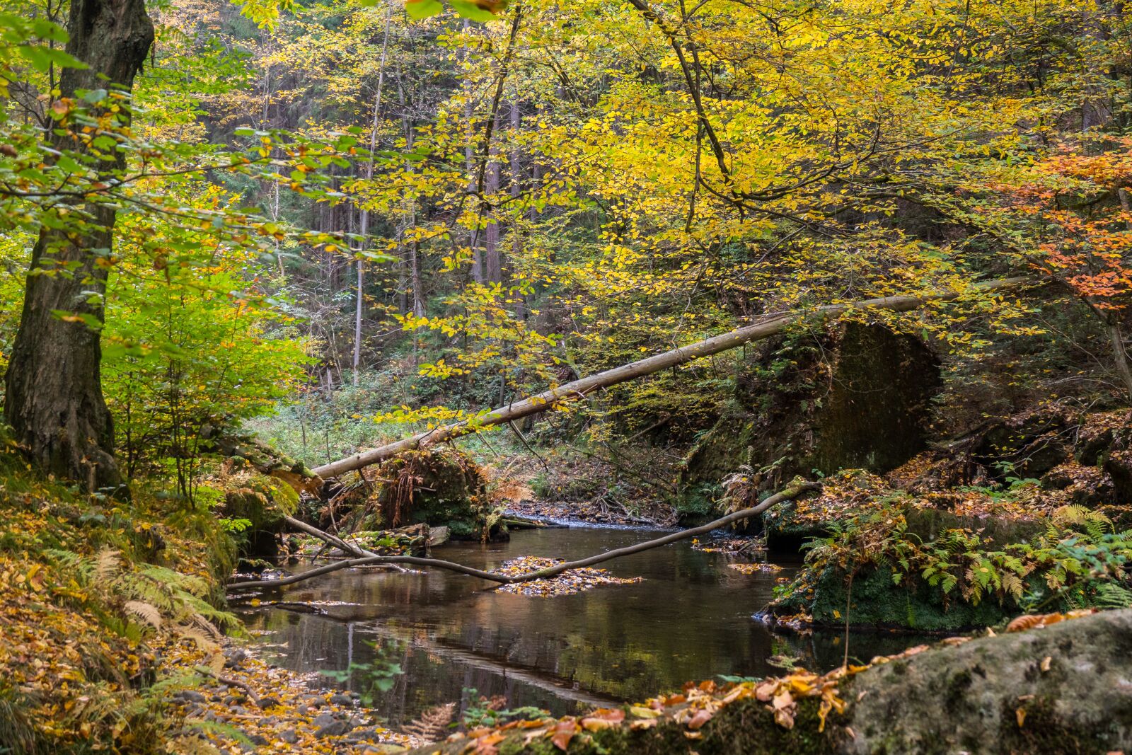 Sony Cyber-shot DSC-RX10 IV sample photo. Forest, autumn, saxon switzerland photography